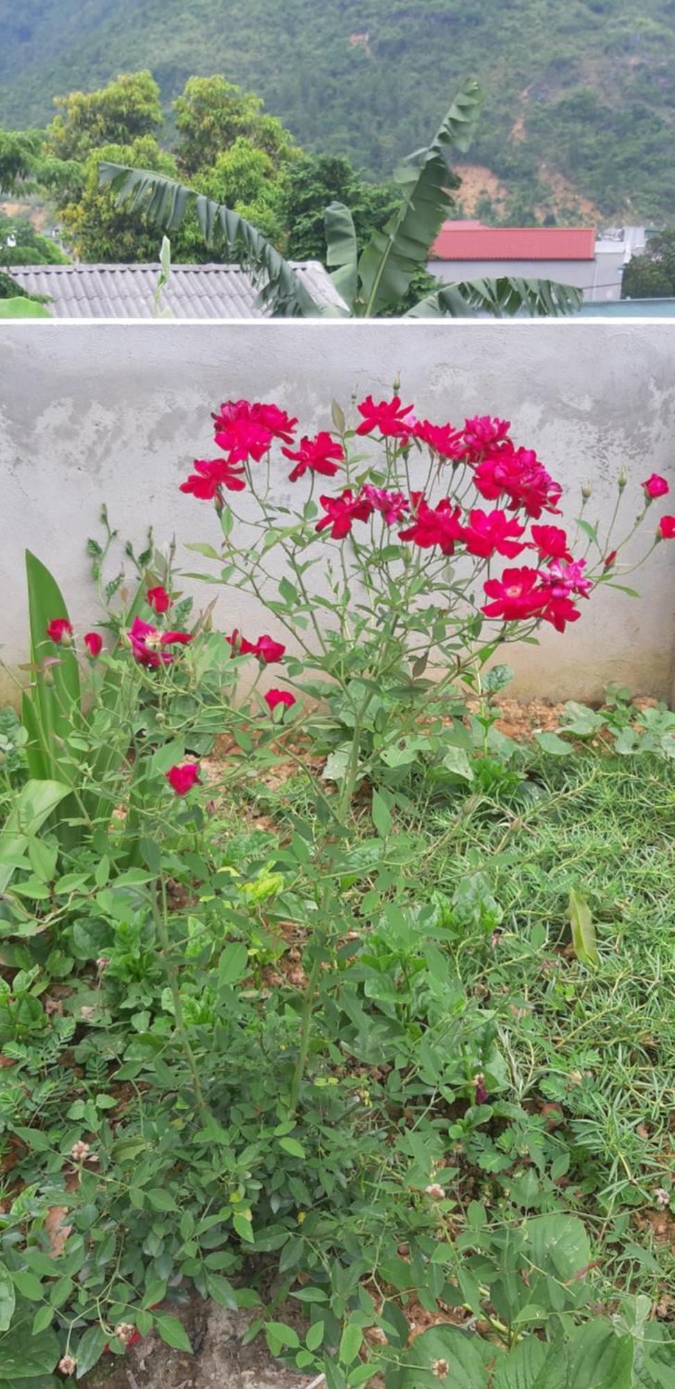 Milk Milk Homestay Yen Minh 部屋 写真